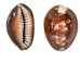 Snakehead Cowrie Shells 1"-1.50" (1 kg or 2.2 lbs)   - 2HS-3289K-KG (Y3K)
