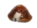 Snakehead Cowrie Shells 1"-1.50" (1 kg or 2.2 lbs)   - 2HS-3289K-KG (Y3K)