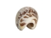 Olive Gibbosa Shells 1"-1.50" (1 kg or 2.2 lbs)    - 2HS-3296M-KG (Y3K)