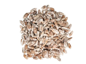 Olive Gibbosa Shells 1"-1.50" (1 kg or 2.2 lbs)    