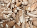 Olive Gibbosa Shells 1"-1.50" (1 kg or 2.2 lbs)    - 2HS-3296M-KG (Y3K)