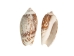 Olive Gibbosa Shells 1"-1.50" (1 kg or 2.2 lbs)    - 2HS-3296M-KG (Y3K)