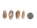 Olive Gibbosa Shells 1"-1.50" (1 kg or 2.2 lbs)    - 2HS-3296M-KG (Y3K)