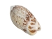 Olive Gibbosa Shells 1"-1.50" (1 kg or 2.2 lbs)    - 2HS-3296M-KG (Y3K)