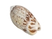 Olive Gibbosa Shells 1"-1.50" (1 kg or 2.2 lbs)    - 2HS-3296M-KG (Y3K)
