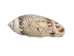 Olive Gibbosa Shells 1"-1.50" (1 kg or 2.2 lbs)    - 2HS-3296M-KG (Y3K)