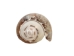 Olive Gibbosa Shells 1"-1.50" (1 kg or 2.2 lbs)    - 2HS-3296M-KG (Y3K)