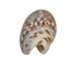 Olive Gibbosa Shells up to 1" (1 kg or 2.2 lbs)     - 2HS-3296S-KG (9UL5)