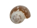 Olive Gibbosa Shells up to 1" (1 kg or 2.2 lbs)     - 2HS-3296S-KG (Y3K)