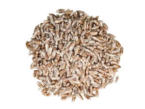 Olive Gibbosa Shells up to 1" (1 kg or 2.2 lbs)     