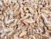 Olive Gibbosa Shells up to 1" (1 kg or 2.2 lbs)     - 2HS-3296S-KG (Y3K)