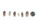 Olive Gibbosa Shells up to 1" (1 kg or 2.2 lbs)     - 2HS-3296S-KG (Y3K)