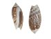 Olive Gibbosa Shells up to 1" (1 kg or 2.2 lbs)     - 2HS-3296S-KG (Y3K)