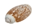 Olive Gibbosa Shells up to 1" (1 kg or 2.2 lbs)     - 2HS-3296S-KG (Y3K)