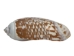 Olive Gibbosa Shells up to 1" (1 kg or 2.2 lbs)     - 2HS-3296S-KG (Y3K)