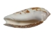 Olive Gibbosa Shells up to 1" (1 kg or 2.2 lbs)     - 2HS-3296S-KG (Y3K)