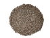 Brown Mangrove Periwinkle Shells 0.375"-0.75" (gallon)    - 2HS-3306-GA (Y3K)
