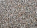 Brown Mangrove Periwinkle Shells 0.375"-0.75" (gallon)    - 2HS-3306-GA (Y3K)