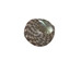 Brown Mangrove Periwinkle Shells 0.375"-0.75" (gallon)    - 2HS-3306-GA (Y3K)
