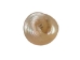 Polished Pearly Top Shells 0.25"- 0.375" (1 kg or 2.2 lbs)     - 2HS-3307K-KG (Y3K)