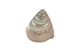 Pearled Pearly Top Shells (1 kg or 2.2 lbs) - 2HS-3308K-KG (Y3K)