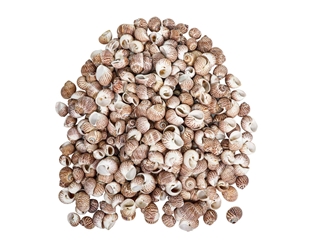 Tiger Moon Snail Shells 0.50"- 1" (1 kg or 2.2 lbs)      