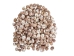 Tiger Moon Snail Shells 0.50"- 1" (1 kg or 2.2 lbs)      - 2HS-3315-KG (Y3K)