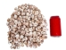 Tiger Moon Snail Shells 0.50"- 1" (1 kg or 2.2 lbs)      - 2HS-3315-KG (Y3K)