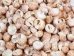Tiger Moon Snail Shells 0.50"- 1" (1 kg or 2.2 lbs)      - 2HS-3315-KG (Y3K)
