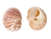 Tiger Moon Snail Shells 0.50"- 1" (1 kg or 2.2 lbs)      - 2HS-3315-KG (Y3K)