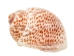 Tiger Moon Snail Shells 0.50"- 1" (1 kg or 2.2 lbs)      - 2HS-3315-KG (Y3K)