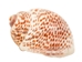 Tiger Moon Snail Shells 0.50"- 1" (1 kg or 2.2 lbs)      - 2HS-3315-KG (Y3K)