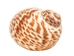 Tiger Moon Snail Shells 0.50"- 1" (1 kg or 2.2 lbs)      - 2HS-3315-KG (Y3K)