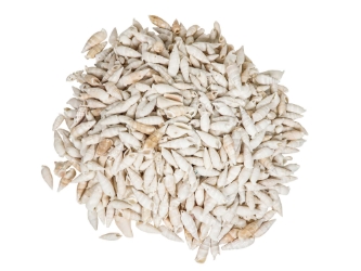 White Common Creeper Shells 1.50"-2" (gallon)     