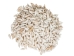 White Common Creeper Shells 1.50"-2" (gallon)     - 2HS-3373-GA (Y3K)