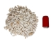 White Common Creeper Shells 1.50"-2" (gallon)     - 2HS-3373-GA (Y3K)