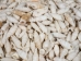 White Common Creeper Shells 1.50"-2" (gallon)     - 2HS-3373-GA (Y3K)
