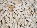 White Common Creeper Shells 1.50"-2" (gallon)     - 2HS-3373-GA (9UL5)