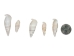 White Common Creeper Shells 1.50"-2" (gallon)     - 2HS-3373-GA (Y3K)