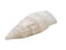 White Common Creeper Shells 1.50"-2" (gallon)     - 2HS-3373-GA (Y3K)