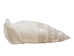 White Common Creeper Shells 1.50"-2" (gallon)     - 2HS-3373-GA (Y3K)