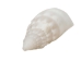 White Common Creeper Shells 1.50"-2" (gallon)     - 2HS-3373-GA (Y3K)