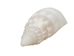 White Common Creeper Shells 1.50"-2" (gallon)     - 2HS-3373-GA (Y3K)