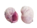 Purple Coral Shells 0.50"-0.75" (1 kg or 2.2 lbs) - 2HS-3375-KG (Y3K)