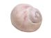 Purple Coral Shells 0.50"-0.75" (1 kg or 2.2 lbs) - 2HS-3375-KG (Y3K)