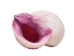 Purple Coral Shells 0.50"-0.75" (1 kg or 2.2 lbs) - 2HS-3375-KG (Y3K)