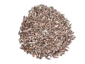 Rhinovlavis Kochi Shells 0.75"-1" (1 kg or 2.2 lbs)  