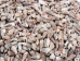 Rhinovlavis Kochi Shells 0.75"-1" (1 kg or 2.2 lbs)  - 2HS-3379-KG (Y3K)