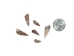 Rhinovlavis Kochi Shells 0.75"-1" (1 kg or 2.2 lbs)  - 2HS-3379-KG (Y3K)