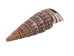 Rhinovlavis Kochi Shells 0.75"-1" (1 kg or 2.2 lbs)  - 2HS-3379-KG (Y3K)